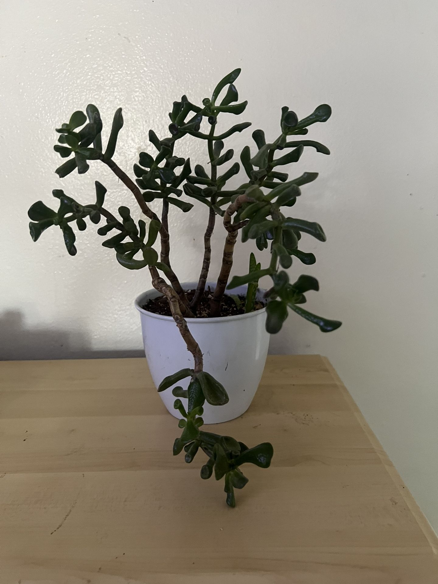 Succulent Plant