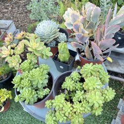 Variety Of Succulents Plants 