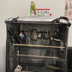 Bird Cage 