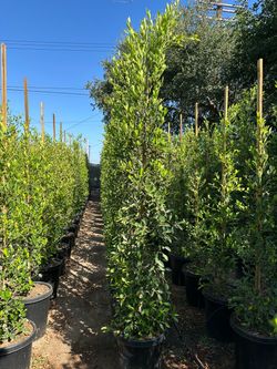 Ficus Nitida Indian Laurel hedge