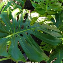 BEAUTIFUL MONSTERA PLANTS 7GL 🌿💚$35