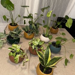 House Plants 