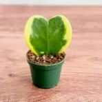 Hoya Kerrii Varigated 'Hoya Heart' Sweetheart Plant / House Plant/ Indoor Plant Flower Patio Garden