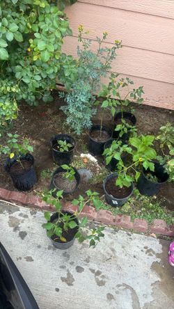 Tomatillo plants