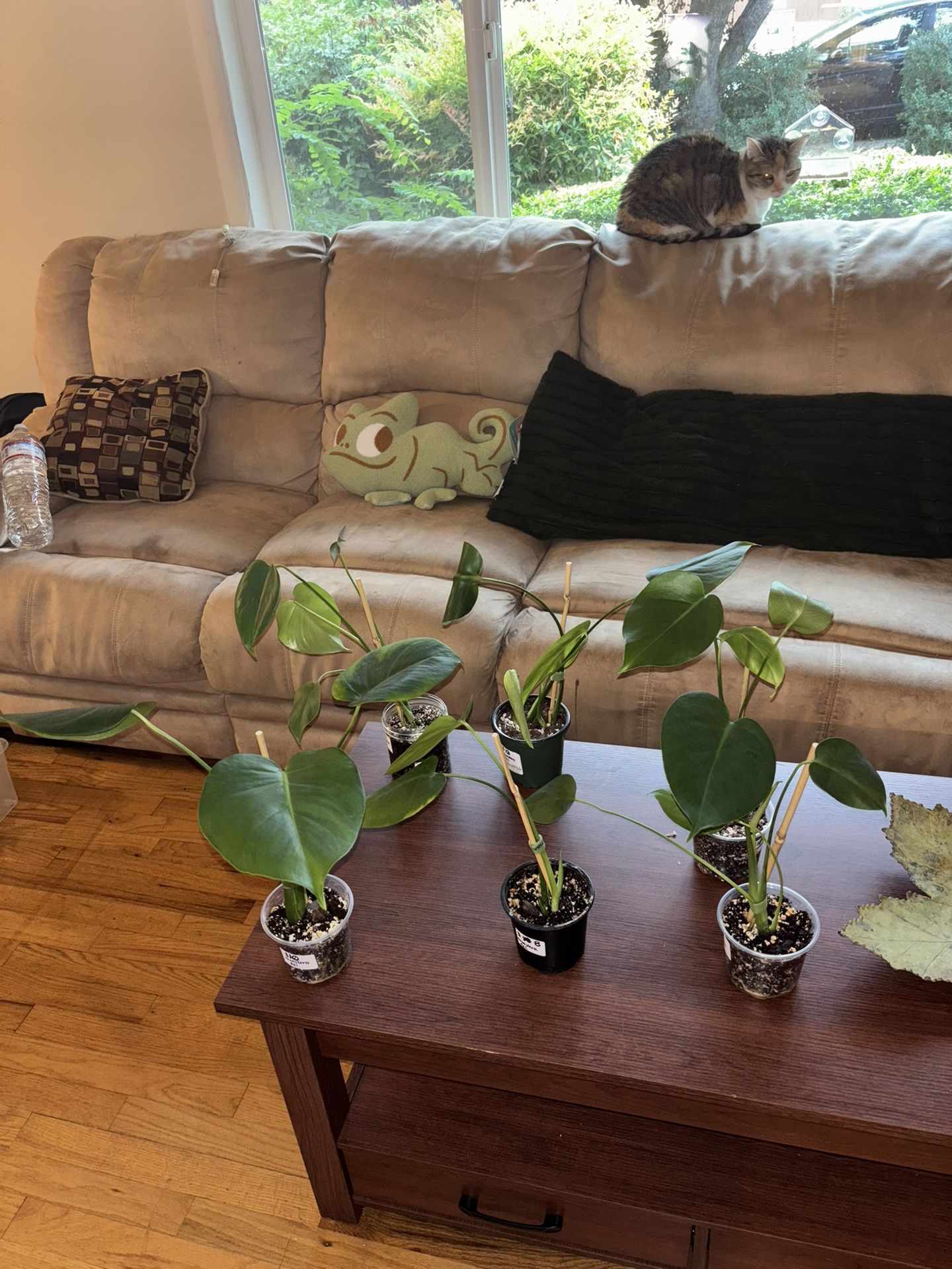 Baby monstera plants