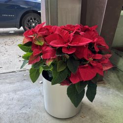8” Red Poinsettias