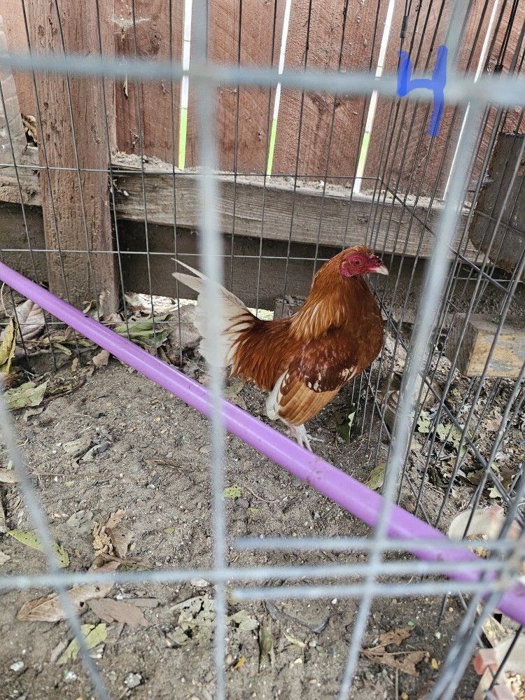 Bird Cage
