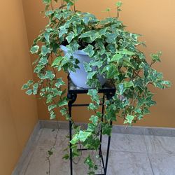 Live Indoor/outdoor Golden Child Ivy Hereda Helix Plant 