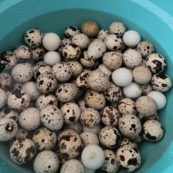 Conturnix Quail Eggs Quails