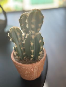 Artificial Cactus Plant in Decorative Pot