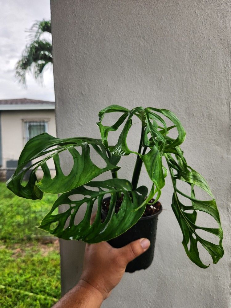 Monstera Esqueleto
