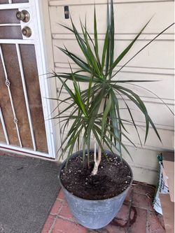 Dracaena Marginata plant