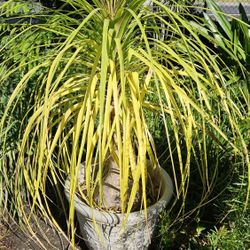 Pata De Elefante  Planta