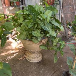 Huge Plant