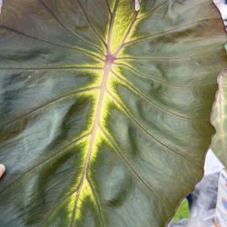 Hawaiian Colocasia Perennial Plant
