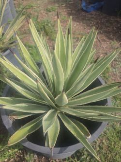 Agave sale