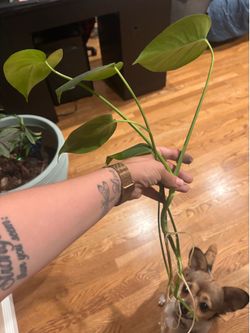Pothos Plant Cutting with Roots