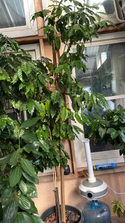 Coffee Arabica Plant 