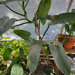 Huge Silversword Philodendron 