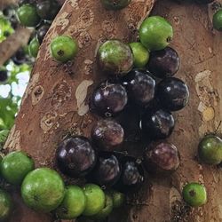 Fresh Jaboticaba Fruits 