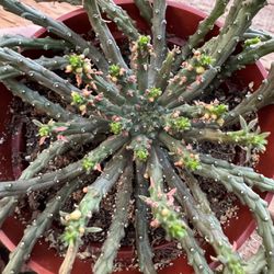 🌵 Medusa Euphorbia $18 • Plants • Cacti 🌵 