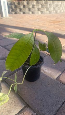 Mango planf