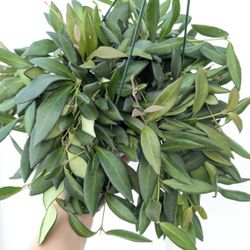 Hoya Burtoniae Plant 6" Pot - Indoor House Plants 