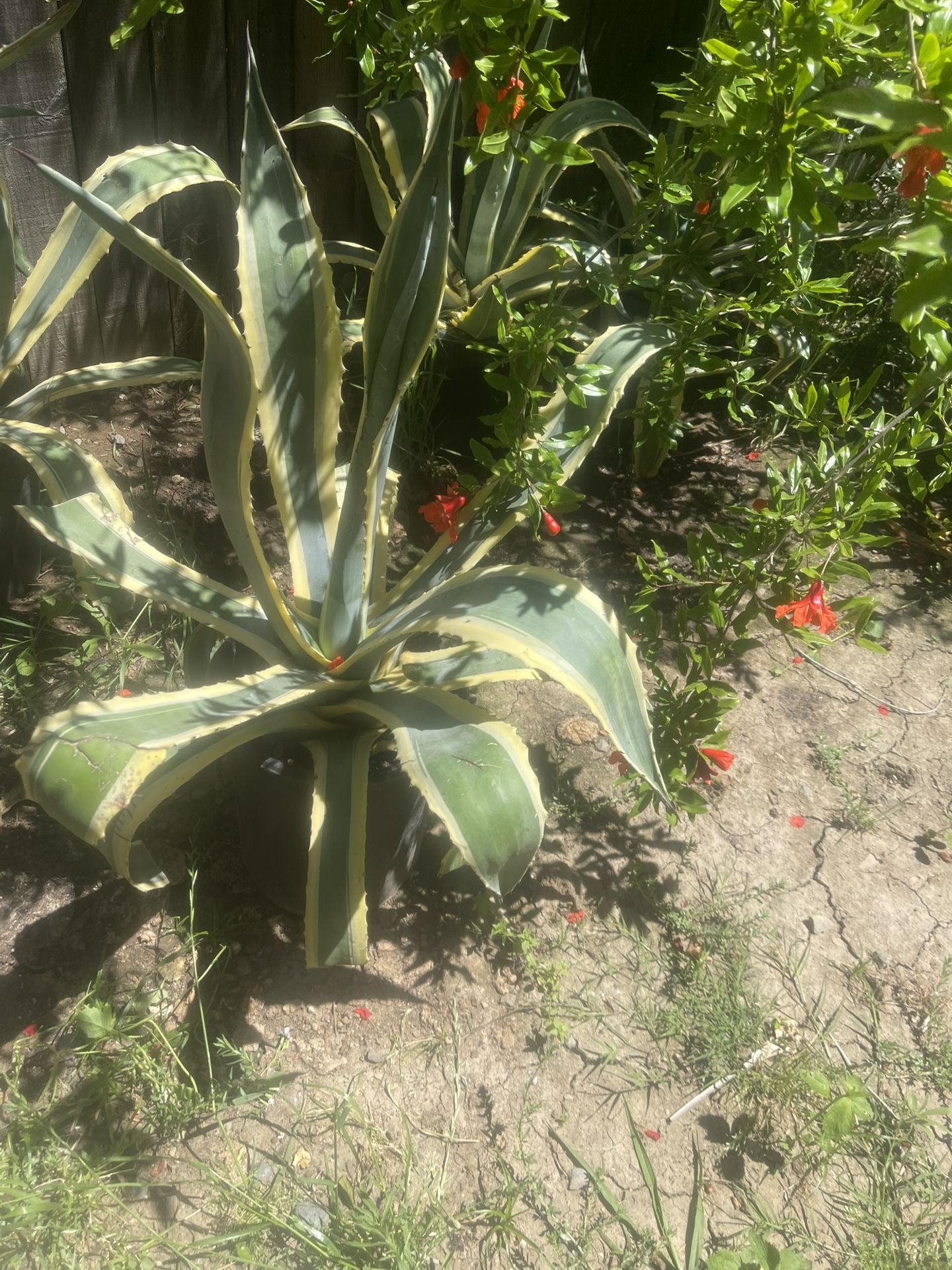 Agave Plant