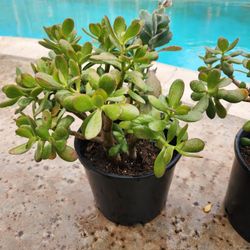 Jade plant 