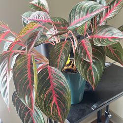 Large Chinese Evergreen Plant