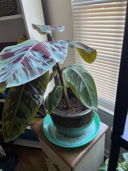 Red Banana Plant