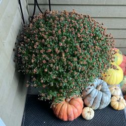 Free Mum! Burgandy/Maroon