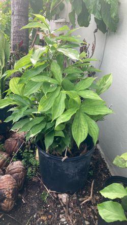 Plant