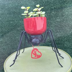 Succulents In A Spider Red Pot