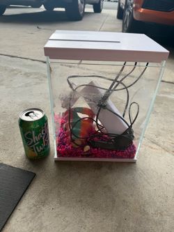 betta fish tank
