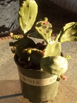 Large Blooming Prickly Pear Cactus in Pot – Rare Variety, Actively Flowering! ¡Gran Cactus Nopal
