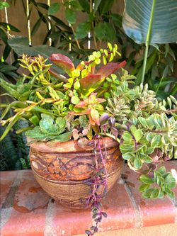 Decoration Suculents Plants