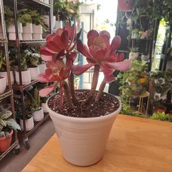 Aeonium  Succulent Plant