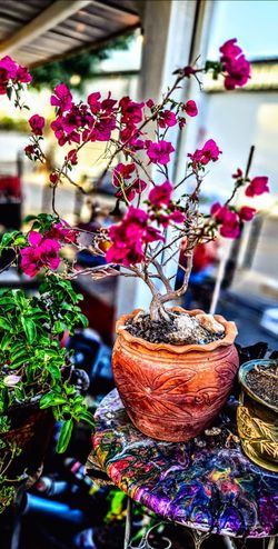 Bonsai 6 yr old in antique terracotta pot two feet tall