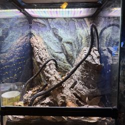 Vivarium/ reptile tank