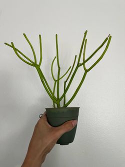 Fire plant