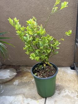Lime plant