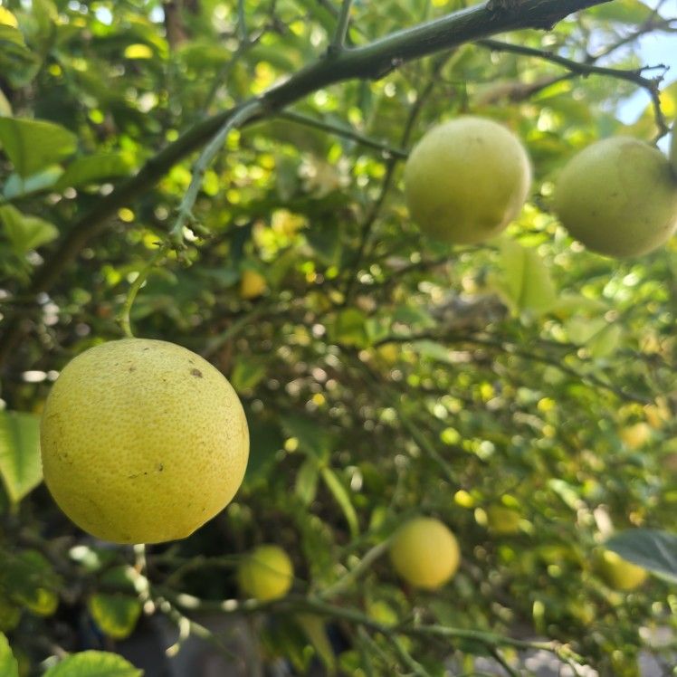 Sweet Lime - Lima Dulce