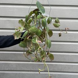 6” Micans Philodendron
