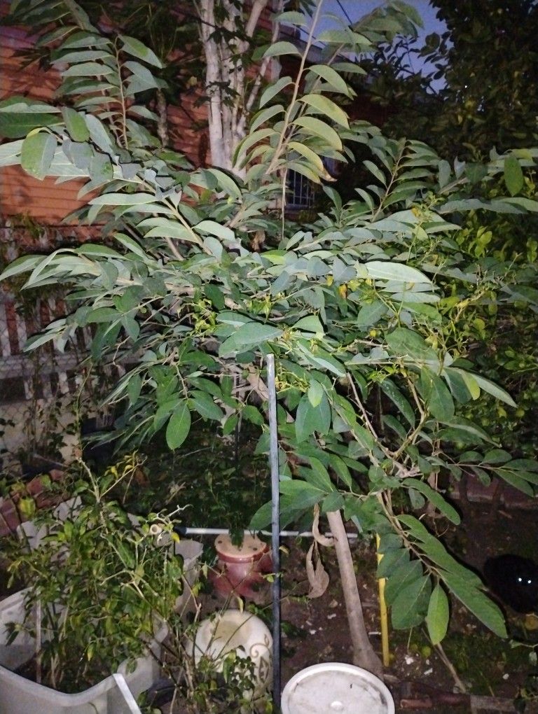 Jamun Tree (Java Plum)