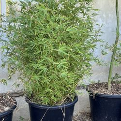 Plant For Sell