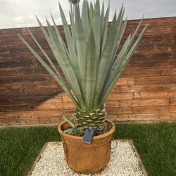 Blue Agave