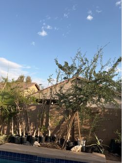Moringa, guamuchil, nopal, aloe vera, agave plants