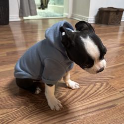 XS Pet Hoodie