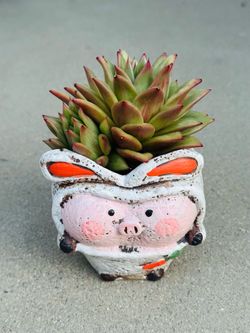 Succulents plants 🪴
